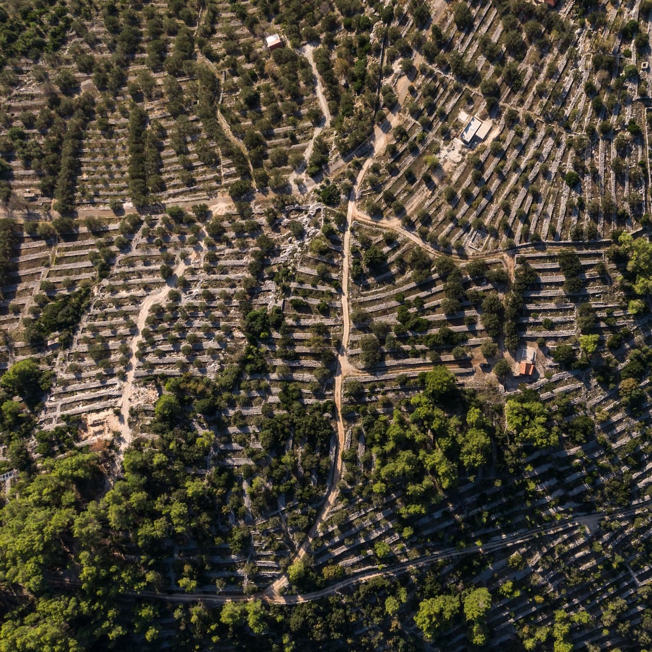Olivlundar på bergssluttningar omkring Vela Luka, Korčula, Kroatien